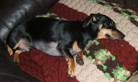 Cooper On Cleo's blanket